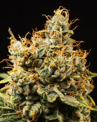 Harlequin x GDP